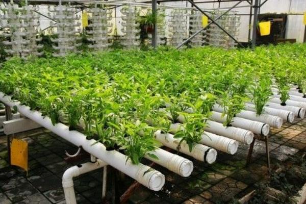 茭白無土栽培技術