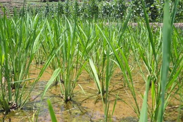 茭白無土栽培技術
