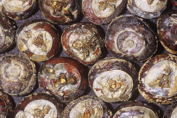 荸薺是水果還是蔬菜