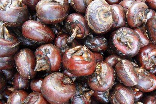 荸薺什么時候上市