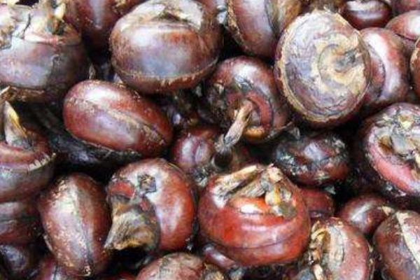 荸薺什么時(shí)候上市