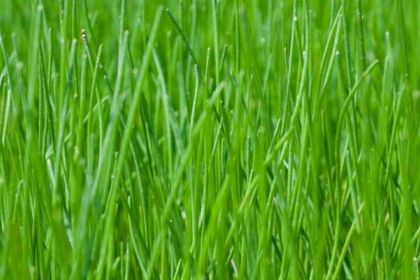 荸薺病蟲害防治技術(shù)