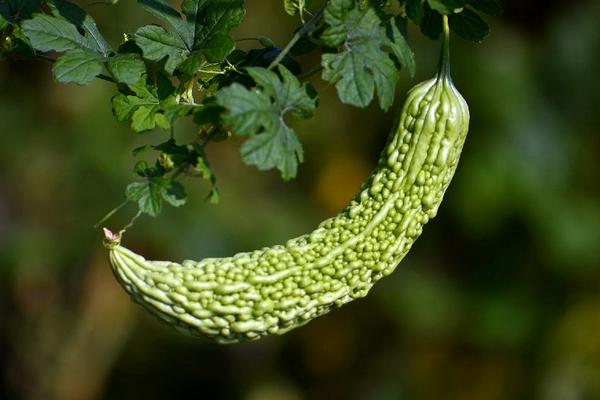 苦瓜為什么苦 怎么去苦瓜的苦