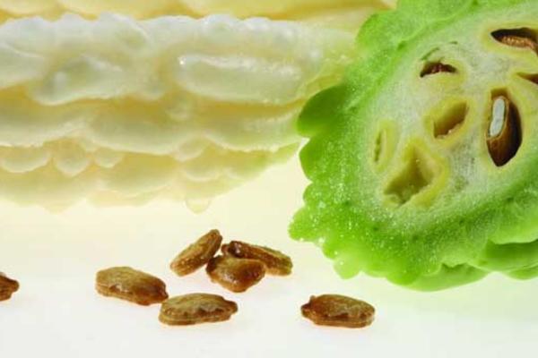 苦瓜種子價格多少錢一斤