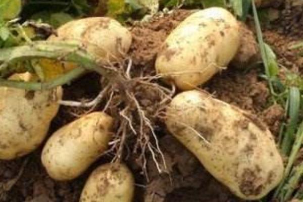 馬鈴薯的薯塊是根還是莖