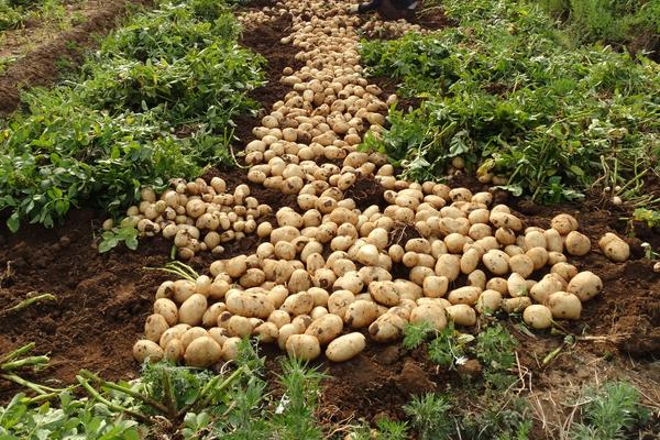 馬鈴薯深加工項(xiàng)目有哪些