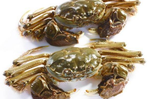 毛蟹的功效與作用及禁忌