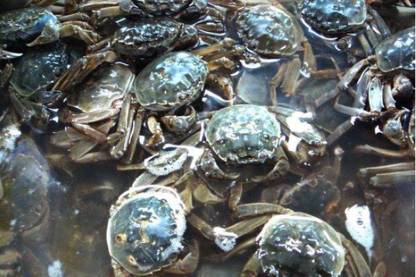 毛蟹的功效與作用及禁忌