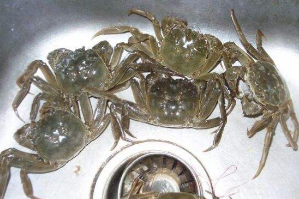 毛蟹的功效與作用及禁忌