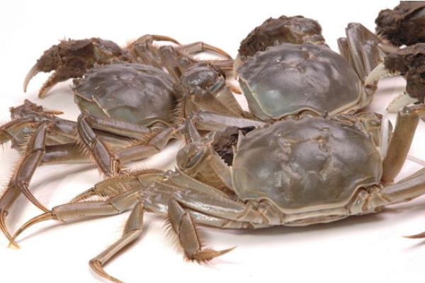 毛蟹和大閘蟹的區(qū)別是什么