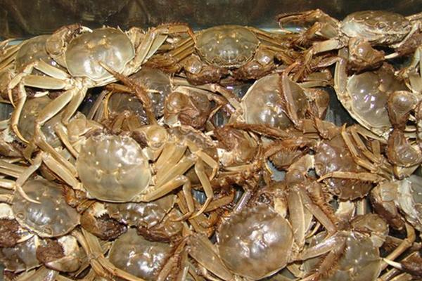 毛蟹和大閘蟹的區(qū)別是什么