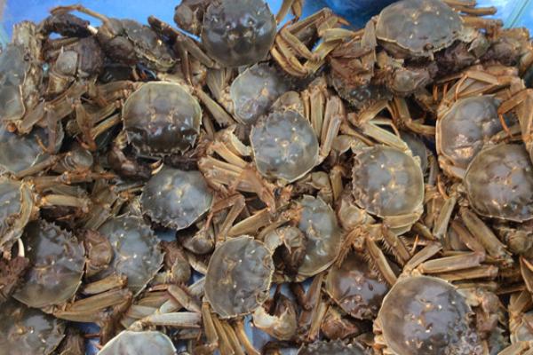 毛蟹和大閘蟹的區(qū)別是什么