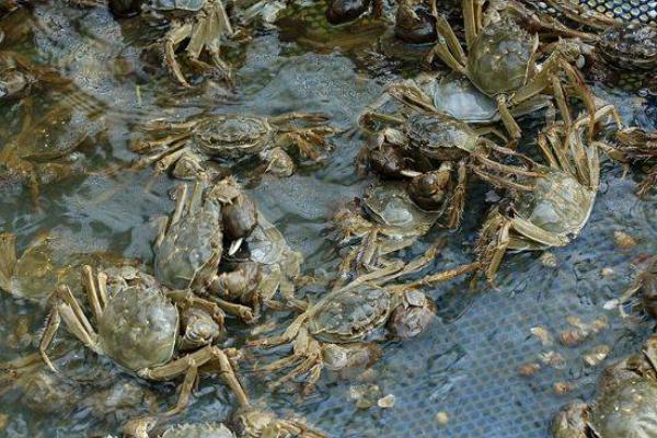 毛蟹和大閘蟹的區(qū)別是什么