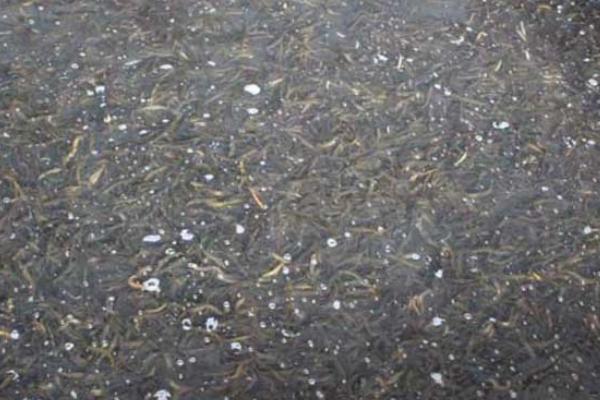 泥鰍吃什么 泥鰍的飼料搭配