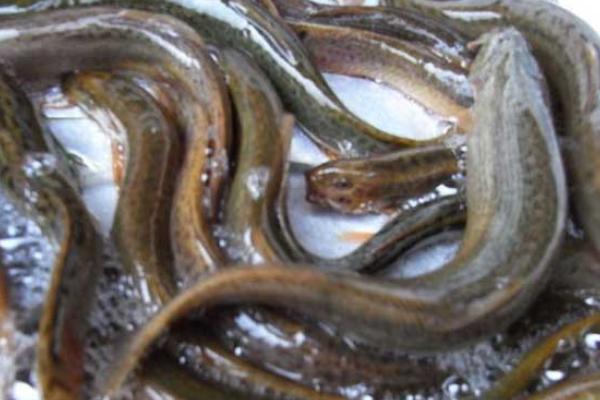 泥鰍的營養價值與功效作用