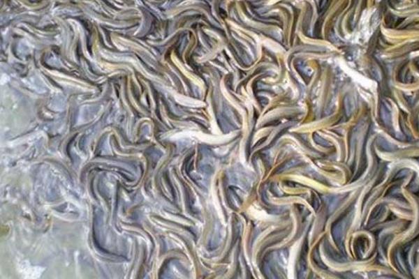 泥鰍的營養價值與功效作用