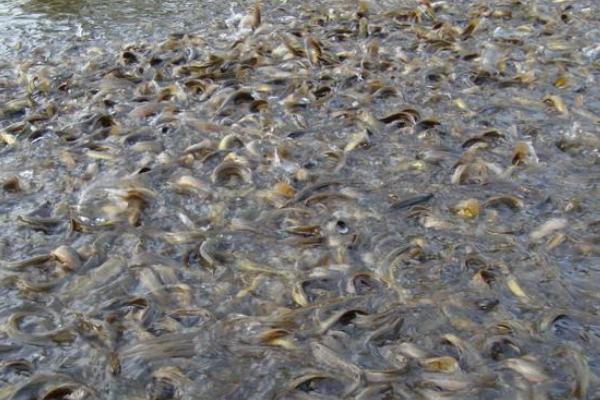 泥鰍的營養價值與功效作用