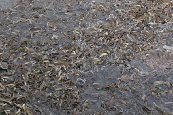 泥鰍的營養價值與功效作用