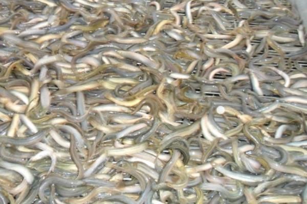 泥鰍的營養價值與功效作用