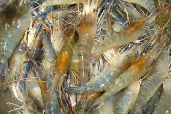 羅氏蝦科學(xué)養(yǎng)殖技術(shù)