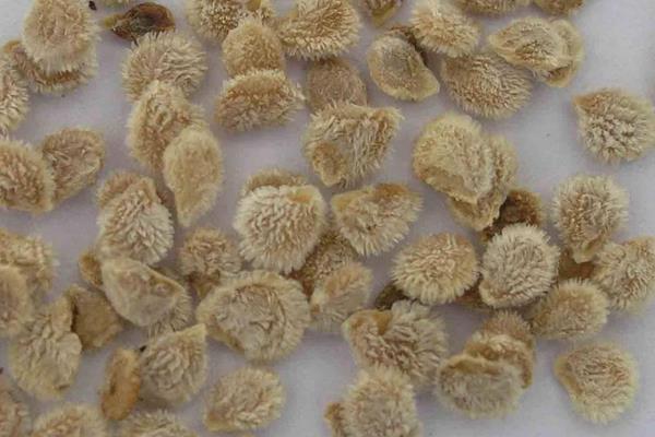 黑番茄種子價格多少錢一斤