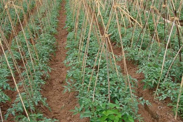 黑番茄種子價格多少錢一斤