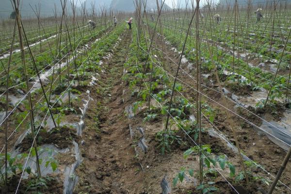 黑番茄種子價格多少錢一斤