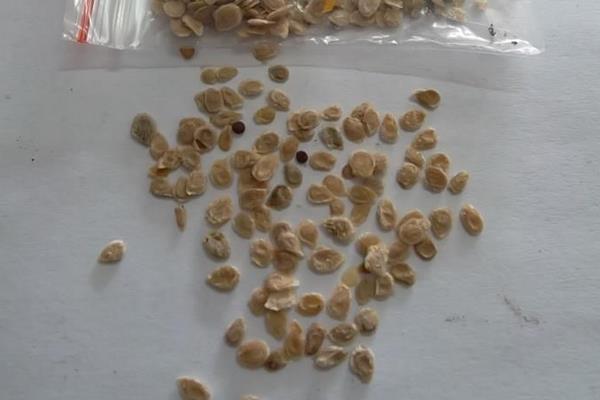 黑番茄種子價格多少錢一斤