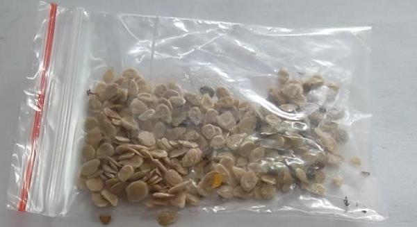 黑番茄種子價格多少錢一斤