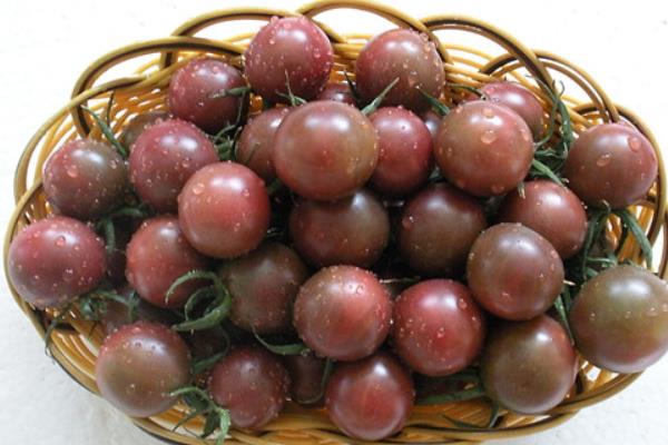 黑番茄價格多少錢一斤