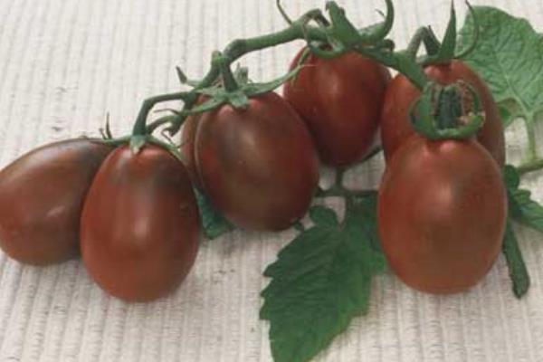 黑番茄價格多少錢一斤