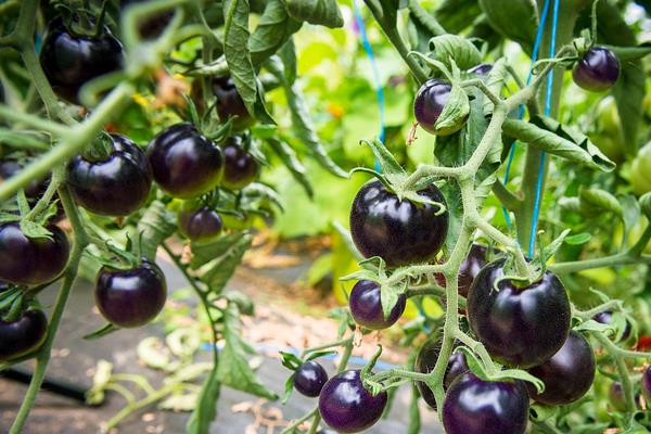 黑番茄種植栽培技術(shù)