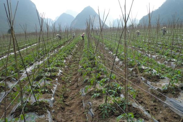 黑番茄種植栽培技術