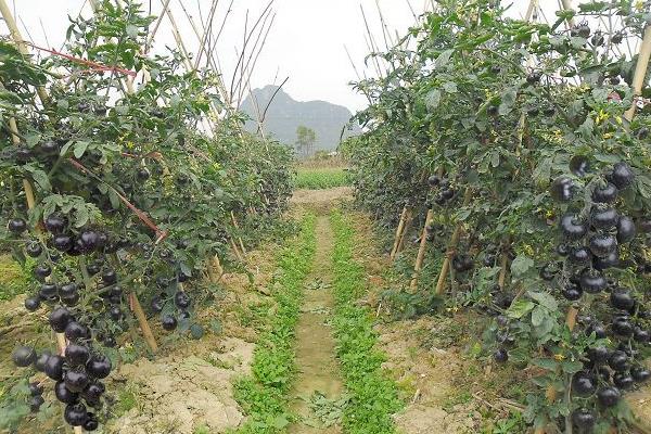 黑番茄種植栽培技術