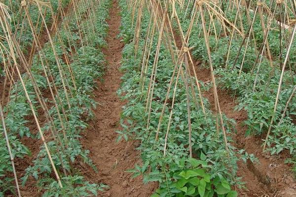 黑番茄種植栽培技術