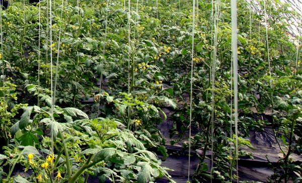 黑番茄種植栽培技術