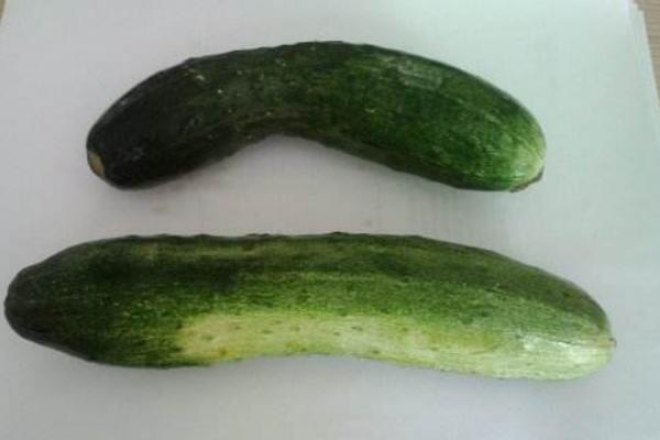 地黃瓜的功效與作用及禁忌