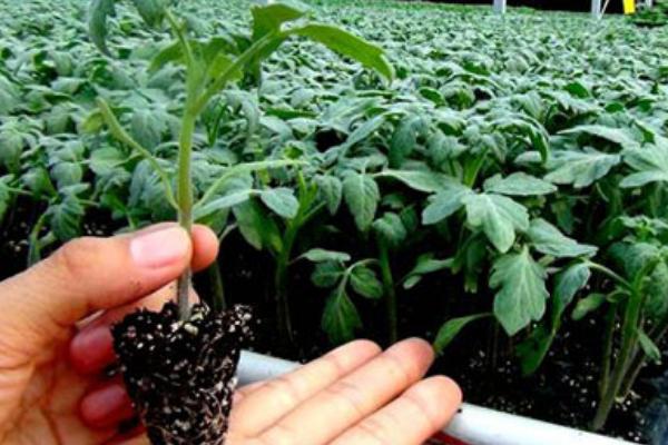 番茄科學(xué)育苗技術(shù)