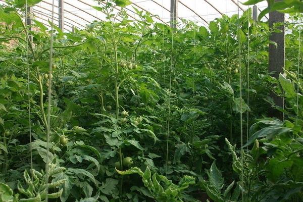 番茄樹北方能種嗎