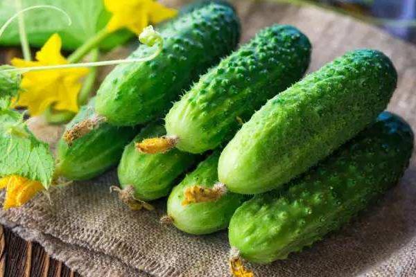 地黃瓜和黃瓜的區別是什么