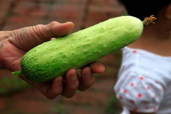 地黃瓜圖片大全