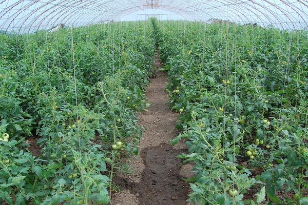 番茄樹北方能種嗎