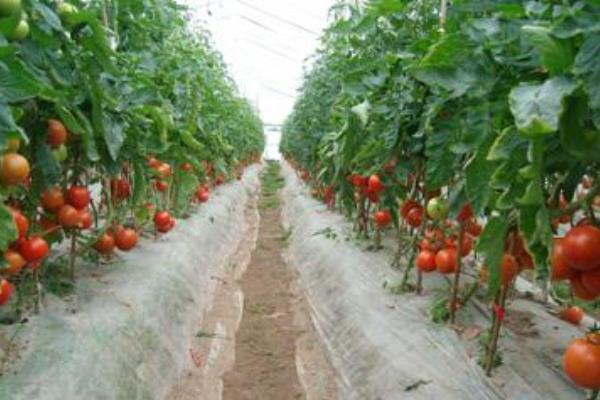 番茄樹北方能種嗎