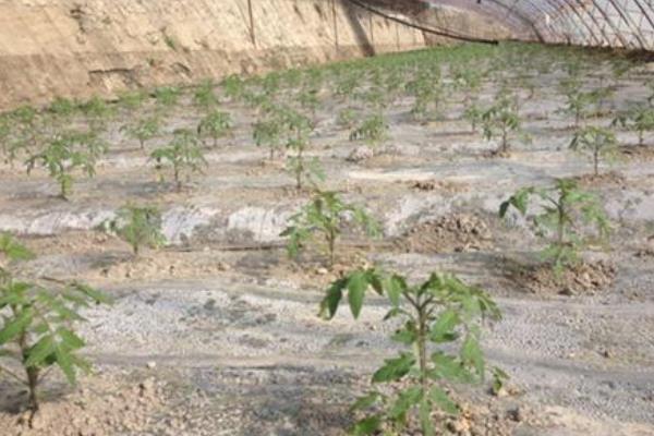 番茄樹北方能種嗎