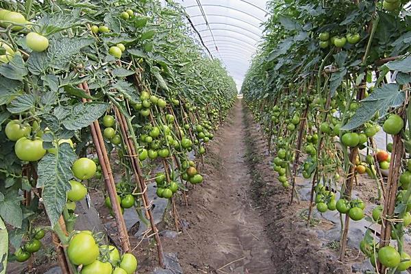 番茄樹北方能種嗎