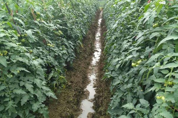 番茄樹北方能種嗎