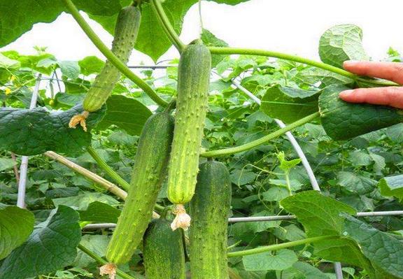 旱黃瓜圖片大全