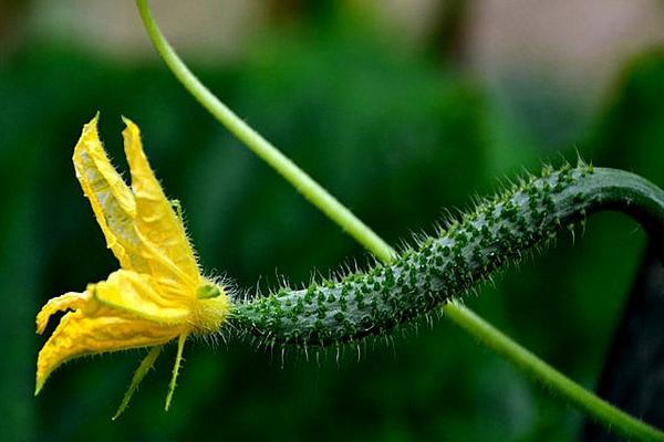 黃瓜花的功效與作用及禁忌