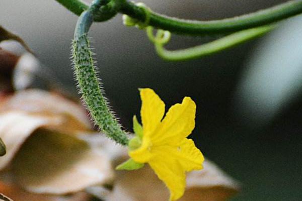 黃瓜花的功效與作用及禁忌