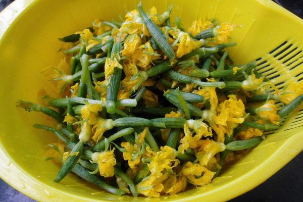 黃瓜花的功效與作用及禁忌